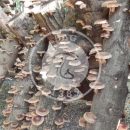 کشت قارچ شیتاکه در مزرعه Nikko