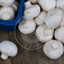برای بسته بندی قارچ ها باید عوامل مختلفی را در نظر گرفت