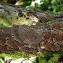 جمع آوری و شناسايی قارچ دارويی Phellinus conchatus