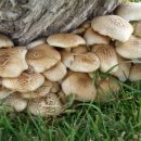 آشنایی کامل با قارچ گمبلک یا عکس قارچ کوهی خوراکی