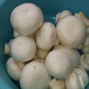 قارچ دکمه‌ای در روستای اَهوِن
