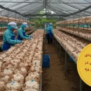 عکس مربوط به مقاله درآمد ۶۰ میلیارد ریالی تولید قارچ خوراکی در آذر 98 است