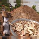 تولید قارچ خوراکی از ضایعات غذایی در غنا