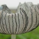 آشنایی با قارچ کپرینوس سینروس