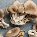 تولید قارچ صدفی