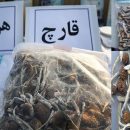 کشف قارچ های اعتیاد آور در تهران