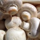 صادرات قارچ دکمه‌ای ایران