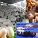 سمینار ملی تخصصی افزایش بهره‌وری تولید قارچ