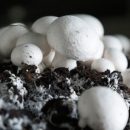 گرمای کم سابقه، واحدهای تولید قارچ را تعطیل کرد