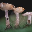آشنایی با قارچ پلنگی (Amanita pantherina) یا کلاه پلنگی