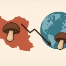 سرانه مصرف قارچ سرانه مصرف قارچ نسبت به جهان و ایران رتبه ششم تولید قارچ