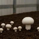 افتتاح واحد تولید قارچ در شهرستان افتتاح واحد تولید قارچ