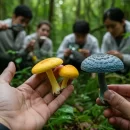 روش تشخیص قارچ سمی از خوراکی از نگاه دکتر آصف