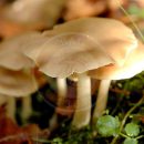 آشنایی کامل با قارچ گل سرخ + آرایه شناسی