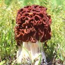 قارچ مورل تقلبی: سمی و کشنده mushroom.news گیرومترا اسکولنتا