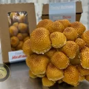 داستان پیدایش برند four star mushrooms چیست؟