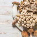 نام قارچ ها معنی کلمه mushroom