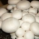 به‌صرفه نبودن تولید قارچ خوراکی