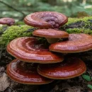 قارچ گانودرما چیست؟ قارچ گانودرما چیست؟