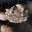 کمپوست قارچ صدفی طرز تهیه کمپوست قارچ صدفی در خانه - پرورش قارچ صدفی - پرورش قارچ