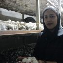 کارگاه پرورش قارچ بانوی شهر نایین