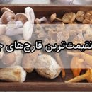 گرانترین قارچ‌های جهان گرانترین قارچ دنیا گرانترین قارچ ایران