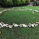 حلقه قارچی یا حلقه پری