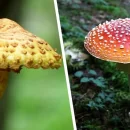 خطر مرگ و میر با مصرف قارچ های سمی/ مردم آذربایجان غربی مراقب باشند