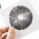 چاپ اسپور (spore print) یا کشت اسپور قارچ