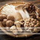 پرفروش ترین و محبوبترین قارچ های سال