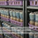 فناوری پرورش قارچ سوزنی (انوکیتاکه)