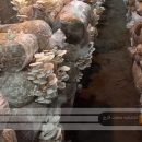 کارآفرینی جوان گیلانی با پرورش قارچ