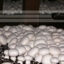افزایش مزارع پرورش قارچ خوراکی