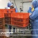 ظرفیت تولید قارچ در ملارد استان تهران
