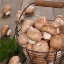 قارچ خورها توجه داشته باشند