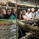 برگزاری دوره آموزش مهارتی پرورش قارچ خوراکی در بهشهر
