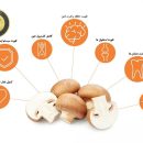فواید گنجاندن قارچ در رژیم غذایی - مهمترین خواص قارچ برای سلامتی