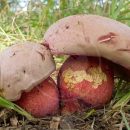 آشنایی کامل با قارچ روبروبولتوس‌ لگالی (Rubroboletus legaliae)