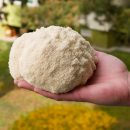 قارچ که جایگزین گوشت خواهد شد