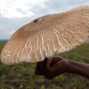 ایچیکولووا یا قارچ موریانه غول پیکر بزرگترین قارچ خوراکی جهان که تنها در غرب آفریقا میروید.
