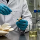 استخراج تلخ ترین ماده خوراکی جهان بنام اولیگوپورین D از قارچ پلیپور براکت تلخ