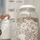 بذر یا اسپان قارچ چیست بذر یا اسپان قارچ چیست