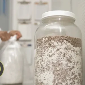 بذر یا اسپان قارچ چیست