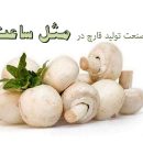 پادکست بررسی صنعت تولید قارچ کشور