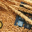تغییر قیمت خرید تضمینی گندم بازار جهانی گندم