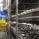 کشت و صنعت اورامان سبز قارچ هستی عکس مربوط به کشت و صنعت اورامان سبز قارچ هستی است