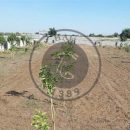 اما و اگر های تخریب زمین‌های روستای علی‌آباد توسط جهاد کشاورزی پاکدشت