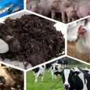 استفاده از پسماند کشت قارچ برای تامین خوراک دام