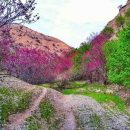 تنگه‌ی گاوز فوق العاده زیبا و زادگاه اصلی درختچه ارغوان است