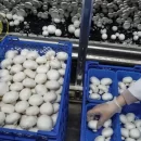 برداشت قارچ خوراکی در مزرعه پرورش